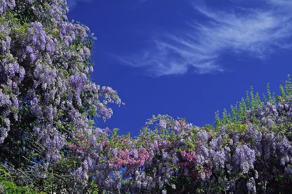 Wisteria, bush in spring, France — Stock Photo, Image