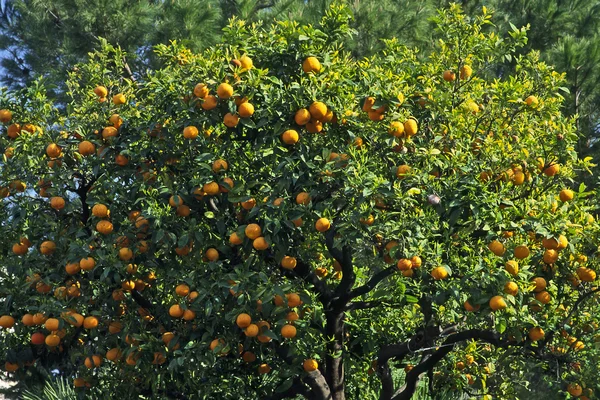 Πορτοκαλί δέντρο στη Λιγουρία, Ιταλία — Φωτογραφία Αρχείου