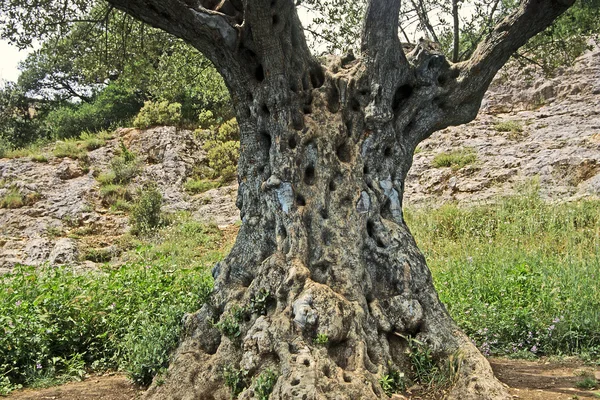 Старое оливковое дерево (Olea europaea) Прованс — стоковое фото