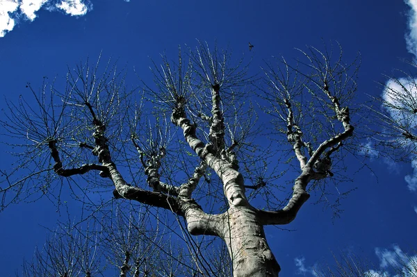 悬铃木树，普罗旺斯，frannce — 图库照片