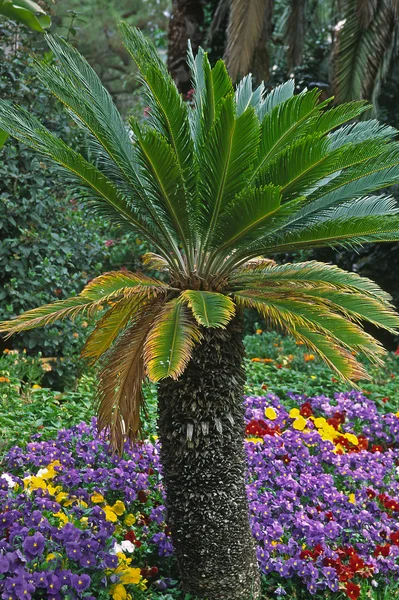 Palmboom met bloemen, Italië — Stockfoto
