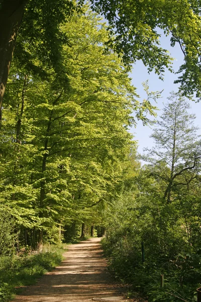 Footpath in spring, Lower Saxony, German — Stock Photo, Image
