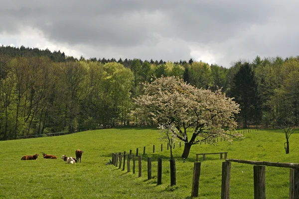 Kirschbaum im Frühling mit Kühen, Deutschland — Stockfoto