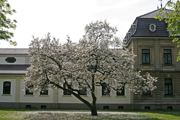 Magnolie in einem Park in Deutschland — Stockfoto
