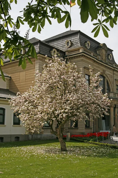 Magnolia en un parque en Alemania —  Fotos de Stock