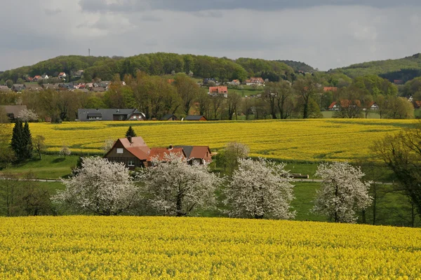 Rapsfeld mit Kirschbäumen im Frühjahr — Stockfoto