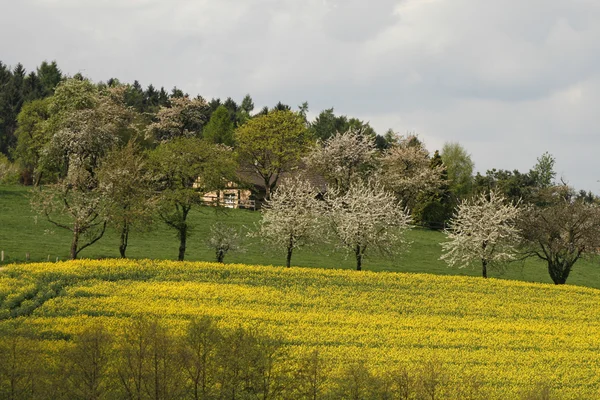 Rape field with cherry trees in spring — Stock Photo, Image