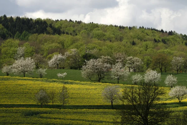 Campo di stupro con ciliegi in primavera — Foto Stock