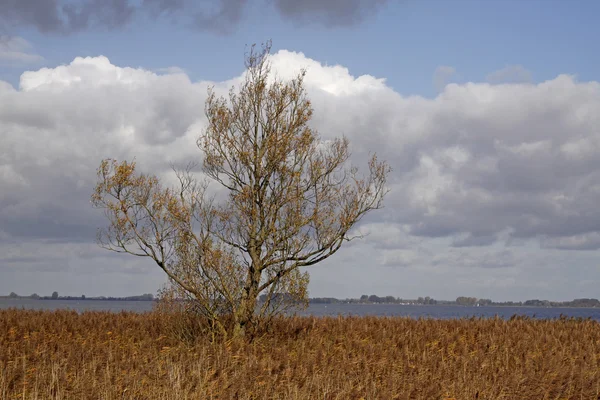 Almanya'da yaygın reed ile Sulak alan — Stok fotoğraf