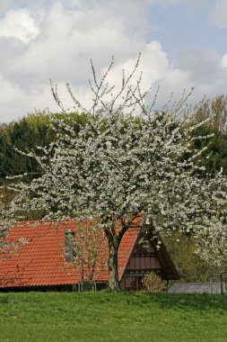 Farm with cherry tree in spring, Germany clipart
