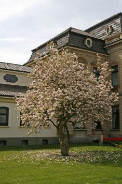 Magnolia tree in spring, Bad Rothenfelde clipart