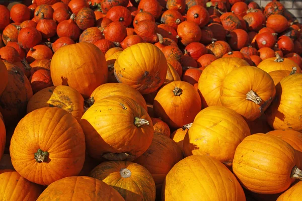 Pumpkin (Cucurbit) harvest in autumn — Stock Photo, Image