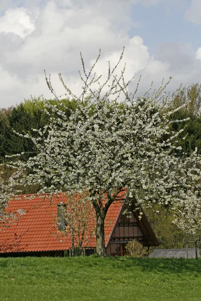 Bauernhof mit Kirschbaum im Frühling, Deutschland — Stockfoto