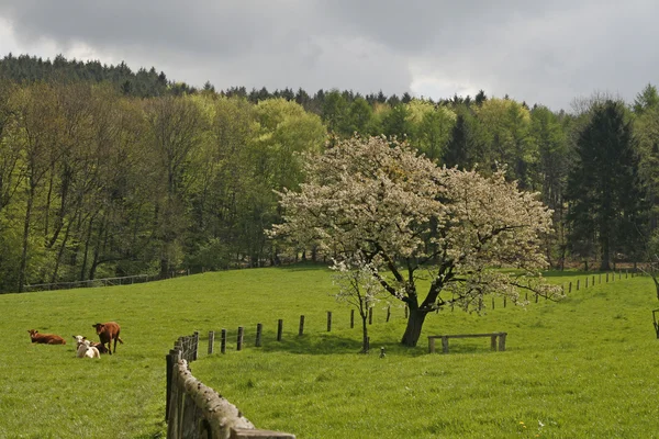 Kersenboom met veld in Duitsland — Stockfoto