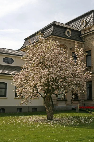 Albero di Magnolia in primavera, Bad Rothenfelde — Foto Stock