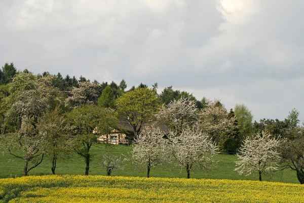 Rapsfeld im Frühling, Deutschland — Stockfoto