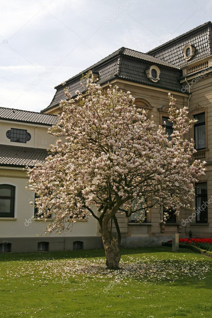 Magnolia tree in spring, Bad Rothenfelde