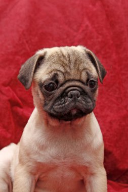 Young ten weeks old female pug clipart