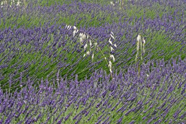 Lavanta alan roussillon, provence yakınındaki