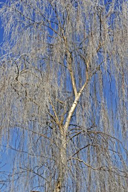 Huş ağacı (betula), hoar frost