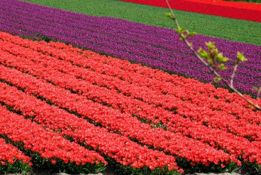 Lale alan yakın lisse, Hollanda