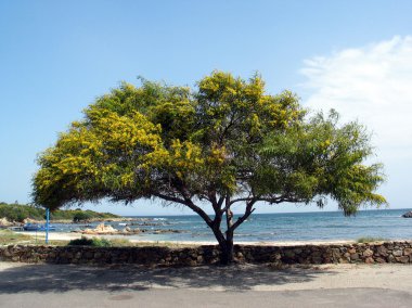 San Teodoro, Acacia tree, Sardinia clipart