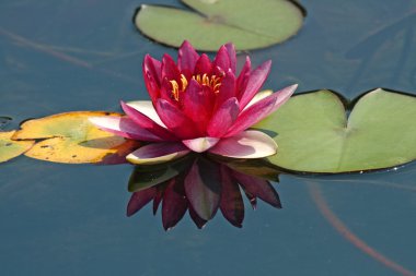 Nymphaea hibrid, nilüfer