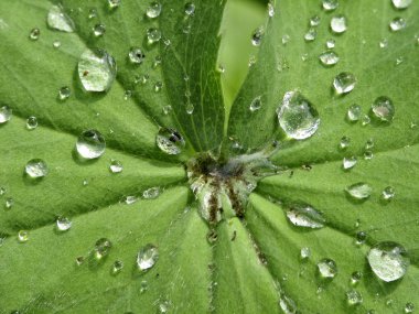 Bayan manto (Alchemilla)