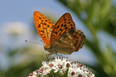 Silver-washed Fritillary clipart