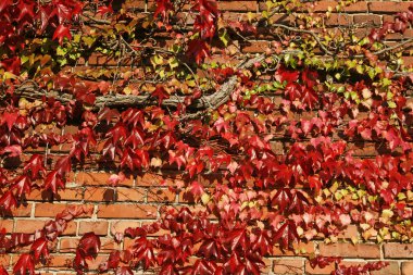 Şarap (Parthenocissus ile ev)