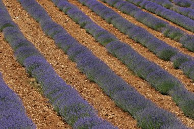 Lavanta alan sault, provence yakınındaki