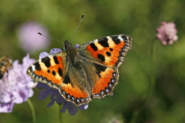 Küçük kaplumbağa kabuğu (nymphalis urticae)