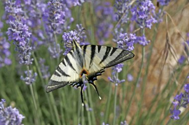 Scarce Swallowtail (Iphiclides) clipart