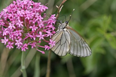 Siyah damarlı beyaz (Aporia crataegi)