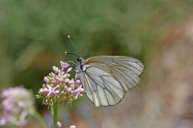 Siyah damarlı beyaz (Aporia crataegi)