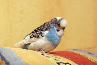 Blue budgerigar clipart