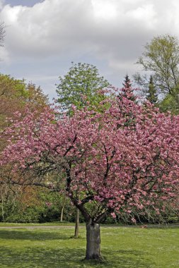 Japanese Cherry tree in spring, Germany clipart