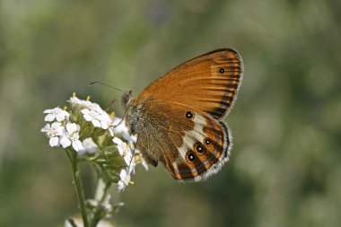 coenonympha arcania Avrupa kelebek