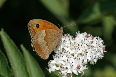 çayır kahverengi, (maniola jurtina),