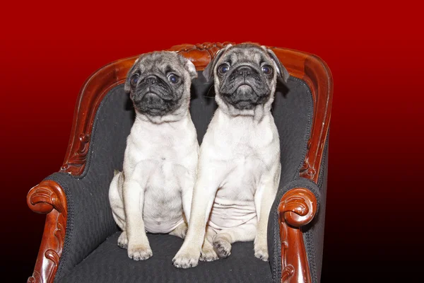 Pugs babys sentado em uma cadeira — Fotografia de Stock