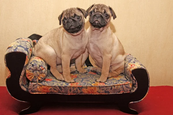 Pugs babys sentado em um sofá — Fotografia de Stock