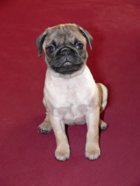 Young ten weeks old female pug — Stock Photo, Image