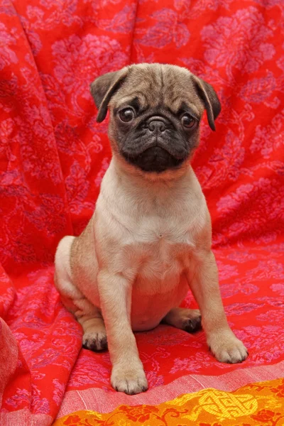 Young ten weeks old female pug — Stock Photo, Image