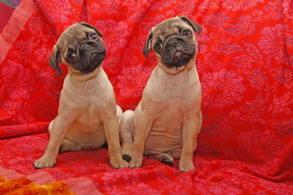 Two ten weeks old female pugs — Stock Photo, Image