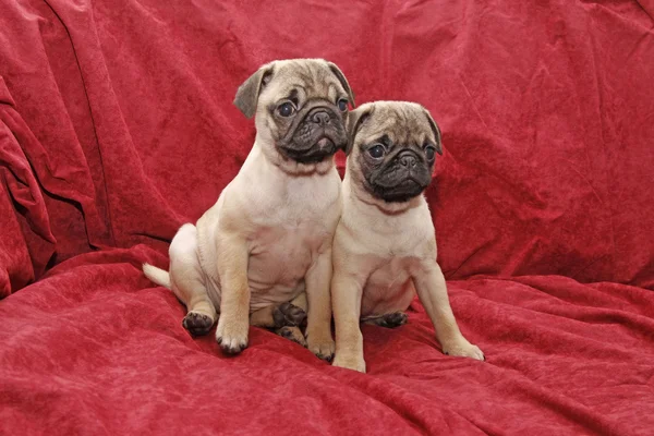 Duas pugs femininas de dez semanas — Fotografia de Stock