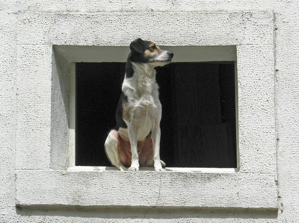 在窗口上，法国白狗 — 图库照片