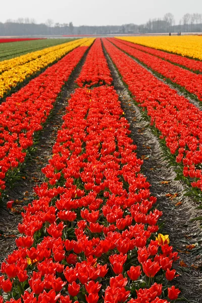 Campo de tulipanes cerca de Lisse, Países Bajos — Foto de Stock