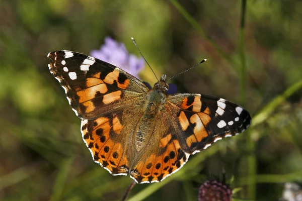 Vanessa cardui, Painted Lady, Butterfly — Stock Photo, Image