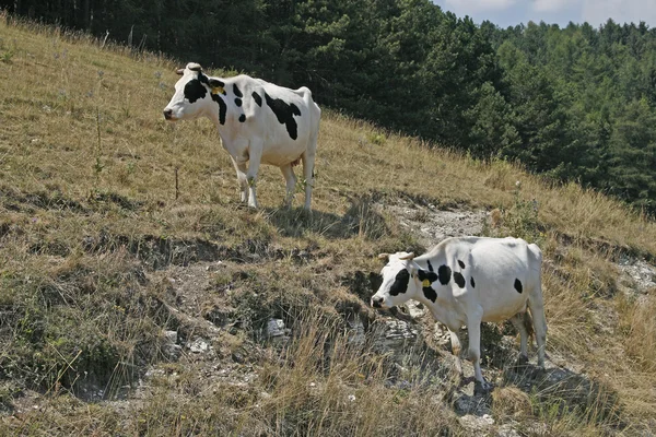 Gespikkelde koe op de monte baldo, Italië — Stockfoto
