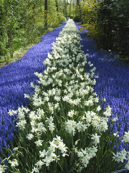 Нарциссы весной, Нидерланды — стоковое фото